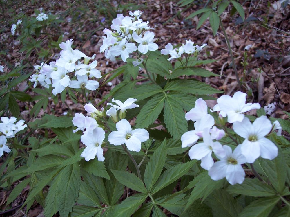 Terz''Alpe , Canzo - Cardamine heptaphylla